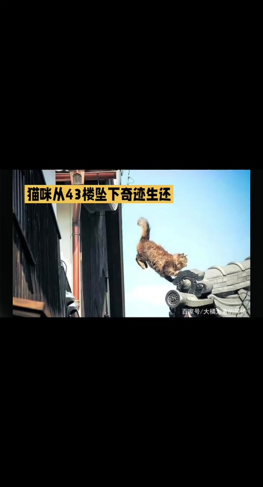 新澳门开奖记录和猫咪从16楼意外坠落与猫咪从16楼意外坠落会死吗