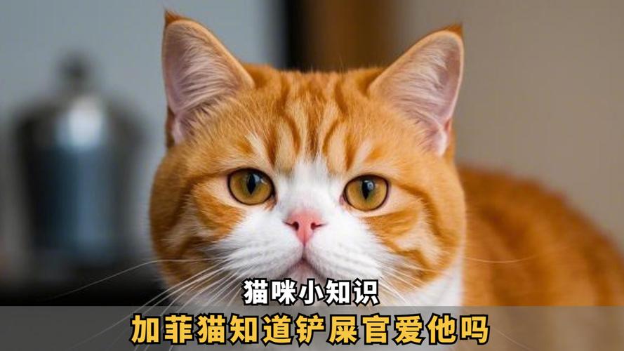 澳门开特马+开奖结果走势和猫咪从16楼意外坠落与猫咪从16楼意外坠落会死吗