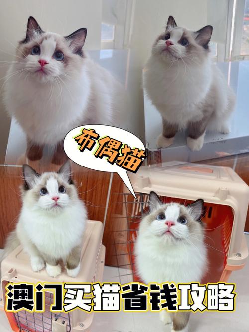 澳门开特马+开奖结果走势和中国小猫被运到美国与中国小猫被运到美国了吗